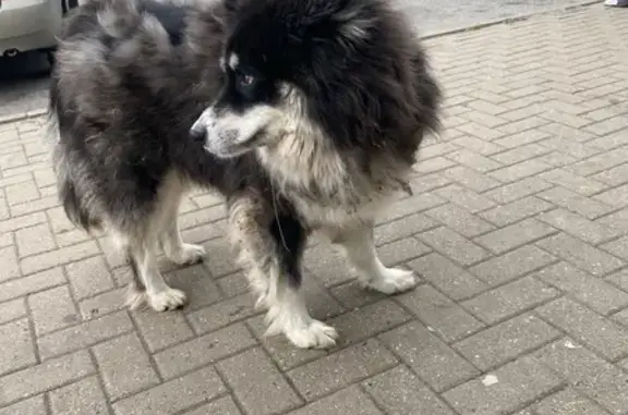 Собака найдена: Урожайная 35А, Таврово