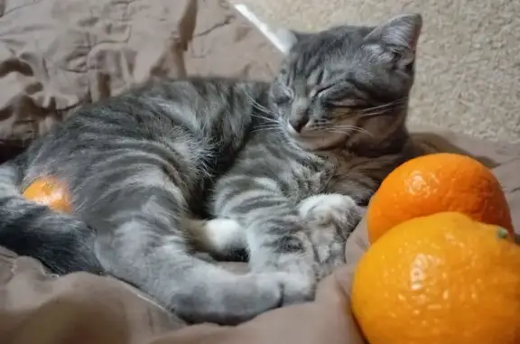 Найдена кошка, Ефремов, фото: Пропала кошка, ул. Дружбы, 13, Ефремов