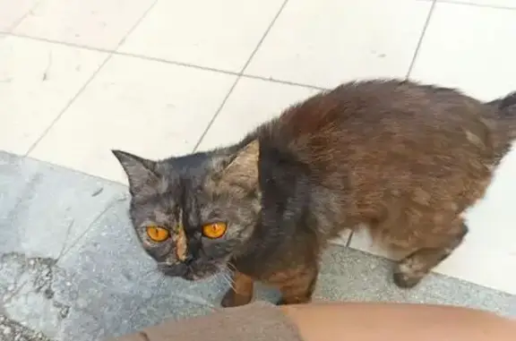 Найдена кошка, , фото: Кошка найдена: ул. Винодела Егорова, Массандра