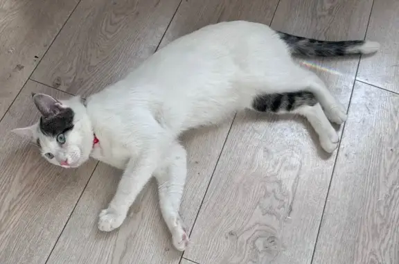 Кошки потеряшки, Сукко, фото: Потеряшка кошка, Мирная ул., Сукко