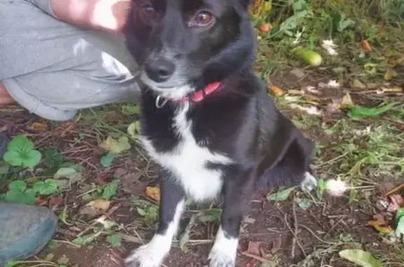 Найдена собака, Московская область, фото: Найдена собака, Московская область