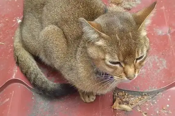 Кошка найдена: ул. Маршала Рыбалко, 18к2