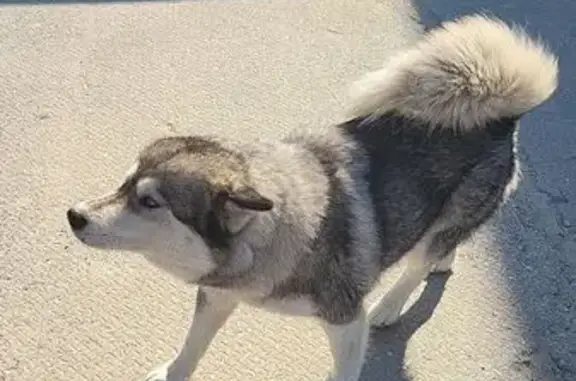 Найдена собака, Сингапай, фото: Собака найдена: Сургутская ул, 21, Сингапай