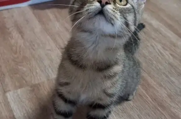 Найдена кошка, Ленинск-Кузнецкий, фото: Кошка найдена, ул. Суворова, 10, Ленинск