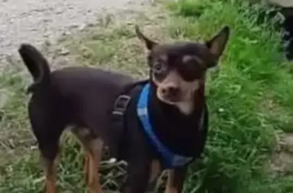 Пропала собака, ул. Белинского 43, Артём