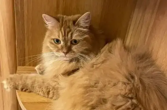 Кошки потеряшки, Ижевск, фото: Потеряшка кошка на Пушкинской, 283, Ижевск