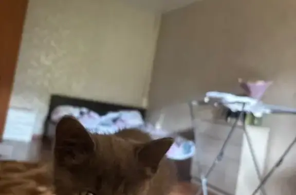 Кошки потеряшки, Владимир, фото: Потеряшка кошка, Белоконской 15, Владимир