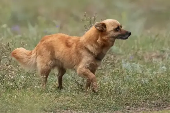 Собаки потеряшки, Пересыпь, фото: Потеряшка собака, ул. Бондаревой, Пересыпь