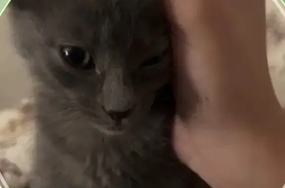 Пропала кошка, ул. Пушкина 81, Майкоп