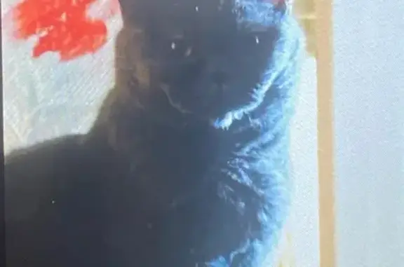 Кошки потеряшки, Надым, фото: Потеряшка кошка, ул. Рыжкова 8, Надым