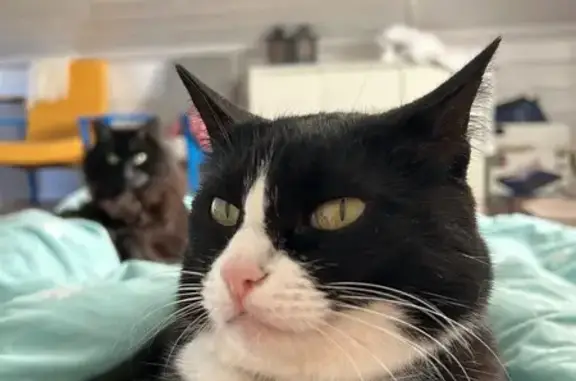 Кошки потеряшки, Саратовская область, фото: Потеряшка кошка, Шумейка, Саратовская обл.