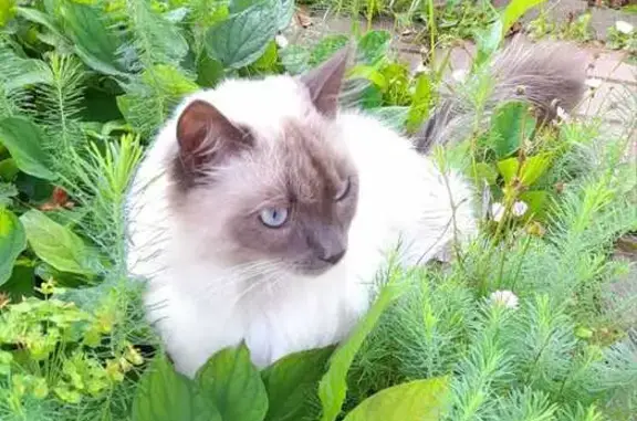 Кошки потеряшки, Ленинградская область, фото: Потеряшка кошка, Бегуницкое с/п, Ленобл.
