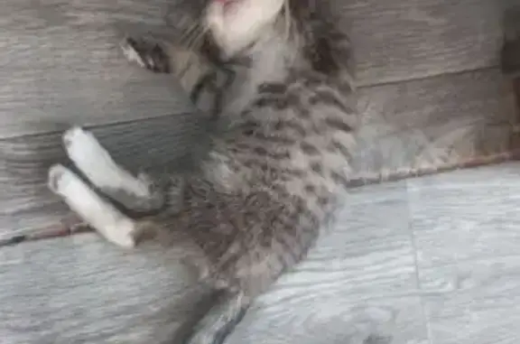 Кошки потеряшки, Николаевка, фото: Потеряшка котёнок Лёо, Узколинейная, Николаевка