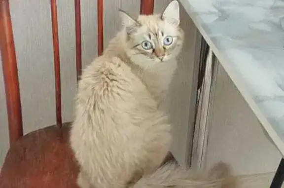 Пропала кошка, ул. Крупской, Барнаул
