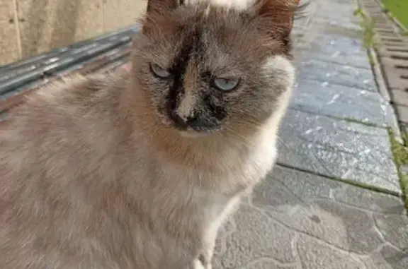 Серая кошка найдена в Новосибирске