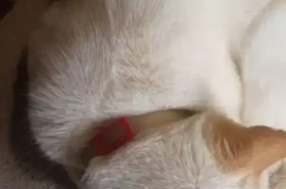 Найдена кошка, Барнаул, фото: Кошка найдена на пр. Ленина, 122, Барнаул