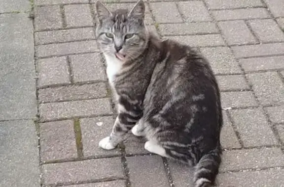 Найдена кошка, Ростовская ул., Калининград