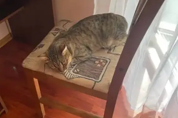 Кошка найдена: Владимир, Владимирская обл.