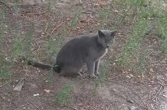 Найдена кошка, Волгоград, фото: Серая кошка найдена на ул. Ткачёва, 13