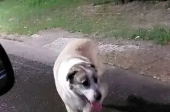 Собаки потеряшки, Самара, фото: Потеряшка алабай, 3-я линия, Самара