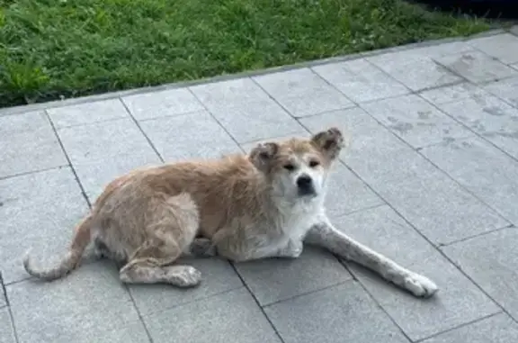 Найдена собака, Чебоксары, фото: Акита-ину найдена: Ядринское шоссе, 3