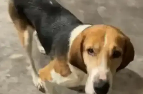 Найдена собака, Полянское сельское поселение, фото: Собака найдена: Средневыборгское шоссе