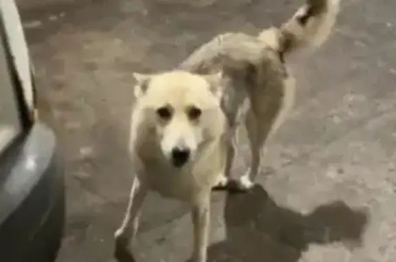 Найдена собака, Полянское сельское поселение, фото: Собака найдена у трассы, Средневыборгское ш.