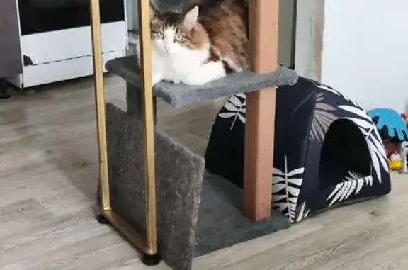 Пропала кошка, Крановая ул. 7, Н. Новгород