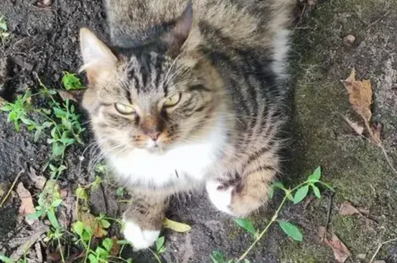 Кошка найдена: Вагоностроительная 21, Калининград