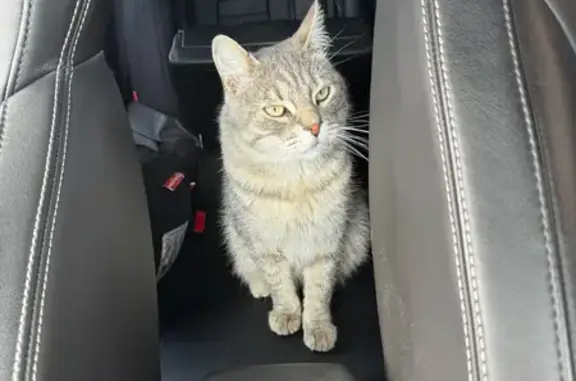 Кошки потеряшки, Пениковское сельское поселение, фото: Потеряшка кошка, Исторический пр., 5