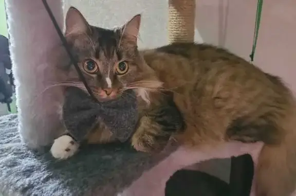 Кошки потеряшки, Рославль, фото: Потеряшка кошка, Рославль, ул. 5