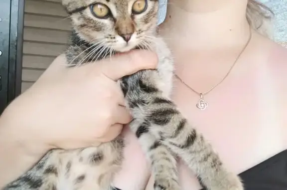 Пропала кошка, Белгородская ул., Губкин