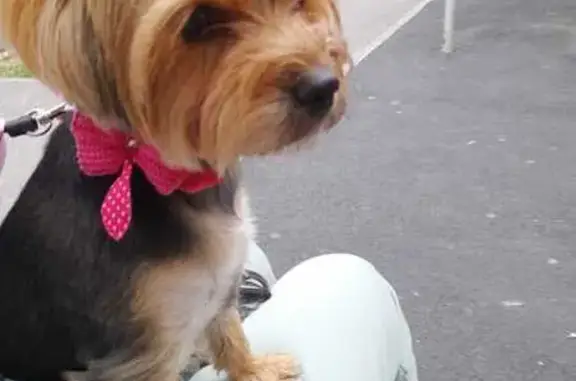 Пропала собака, Вырыпаевский пер., 40