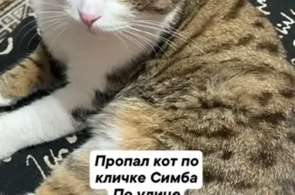 Пропала кошка, Передовая ул. 56, Краснодар
