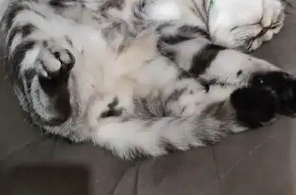 Кошки потеряшки, Минск, фото: Потеряшка кошка, ул. Столетова, 5, Минск