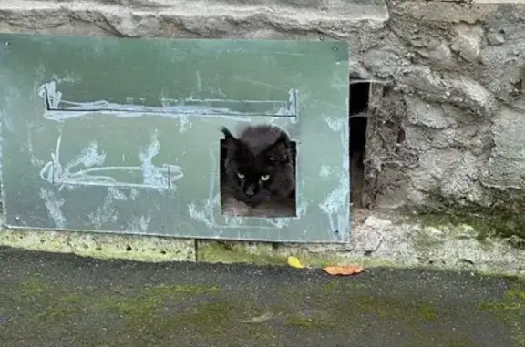 Кошка найдена: Артиллерийская 7/20, Пушкин