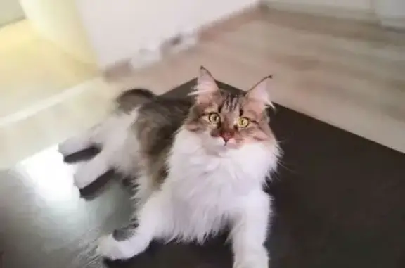 Объявления о пропавших и найденных животных, Нижний Новгород, фото: Пропала кошка, Юбилейная 34, Н. Новгород