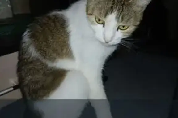 Кошки потеряшки, Тамбов, фото: Потеряшка кошка Маша, 30 Строитель