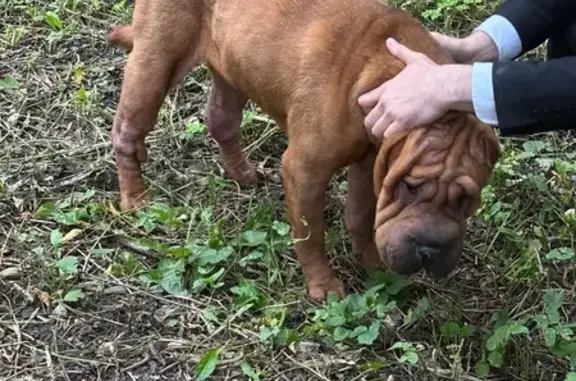 Собака найдена, Локомотивный пр., Москва