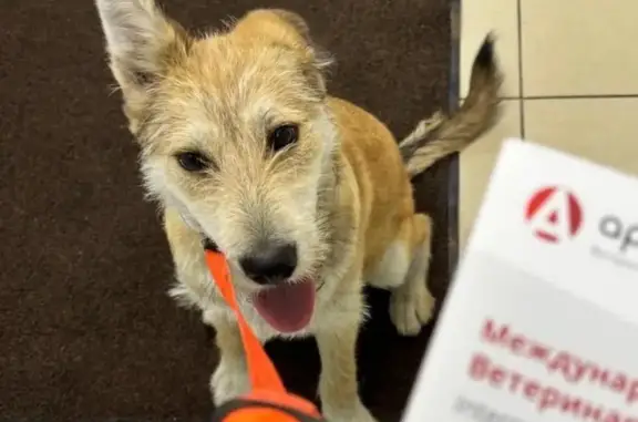 Собаки потеряшки, Челябинск, фото: Потеряшка собака, Новороссийская ул., Челябинск