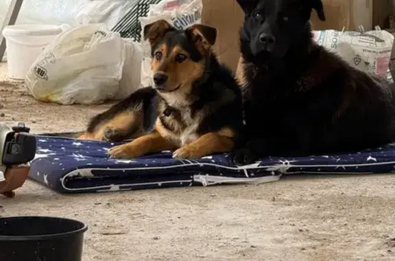 Найдена собака, Ропшинское сельское поселение, фото: Собака найдена: 41К-015, Ропшинское СП