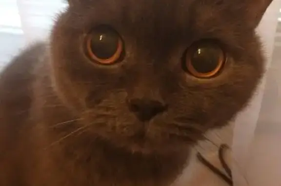 Кошки потеряшки, Петрозаводск, фото: Потеряшка кошка, Железнодорожная 10Б