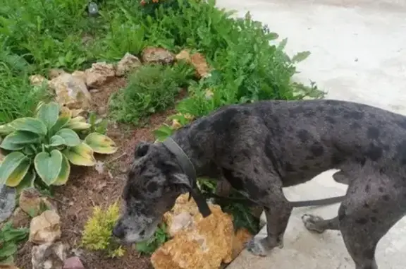 Найдена собака, Тульская область, фото: Собака на трассе, Варфоломеево, Тула