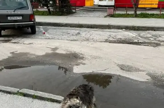 Собаки потеряшки, Новосибирск, фото: Потеряшка собака, Жемчужная 34к2, Нск