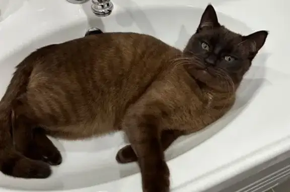 Пропала кошка, Зелёная ул. 18, Подстёпки