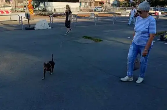 Собака найдена: ул. Кирова, Челябинск