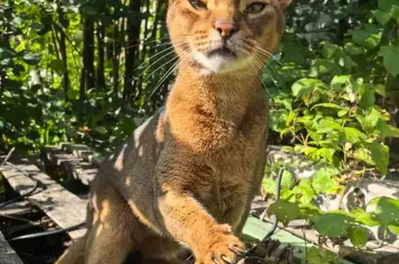 Найдена кошка, Ярославская область, фото: Кошка найдена в СНТ-1, Ярославль