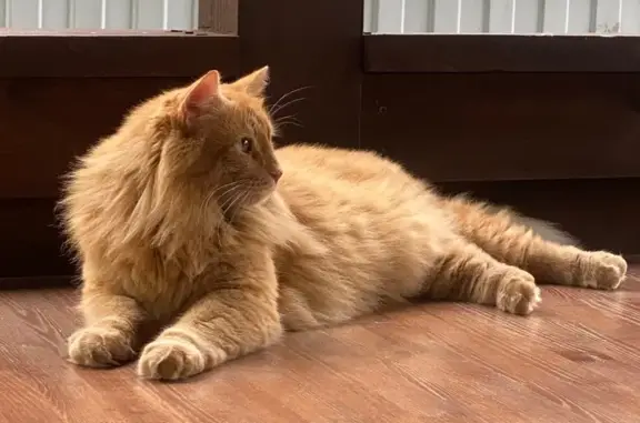 Кошки потеряшки, Сапроново, фото: Потеряшка кот, 3-я улица, Сапроново