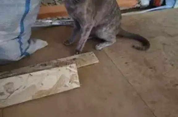 Кошки потеряшки, Ивняковское сельское поселение, фото: Потеряшка кошка, Сабельницы, Ивняково