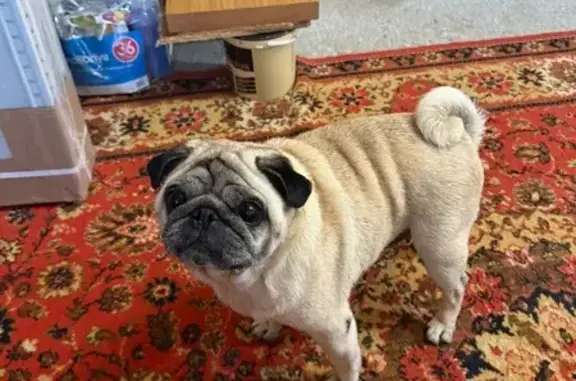 Найдена собака, , фото: Найдена мопсиха, Центральная 18, Соловей-Ключ